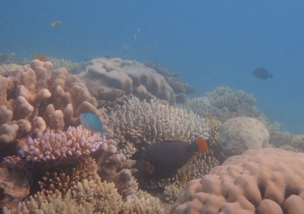 Mayotte, Parc naturel marin de Mayotte, coraux, lagon, corail,