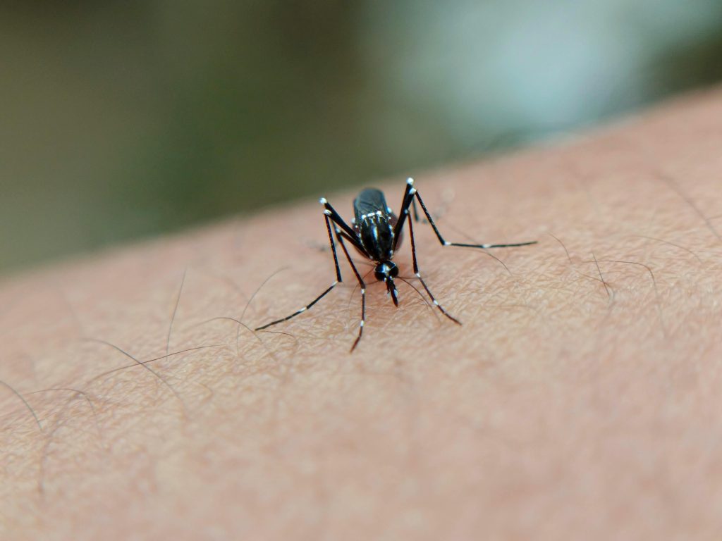 Mayotte, moustique, Chikungunya,