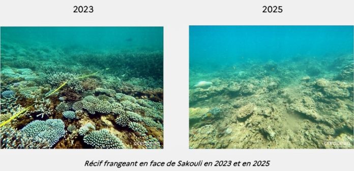 OFB, PNM, Mayotte, corail
