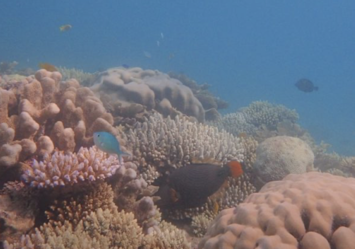 Mayotte, Parc naturel marin de Mayotte, coraux, lagon, corail,